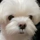 릴리