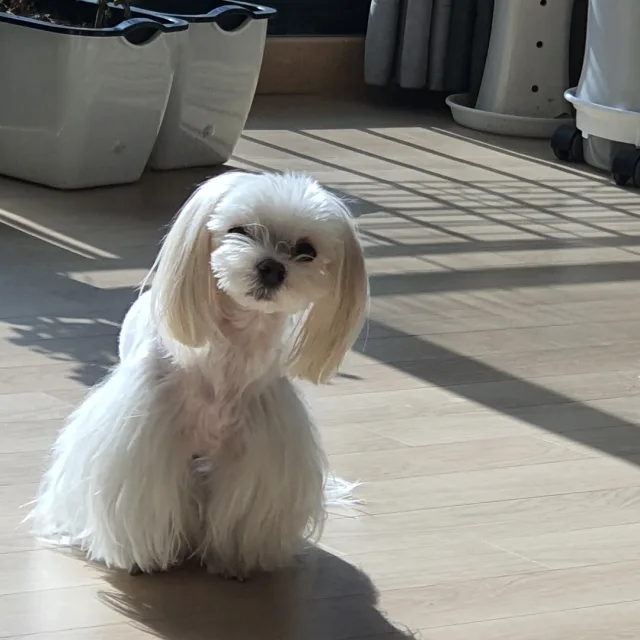 몽이