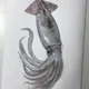 오징어