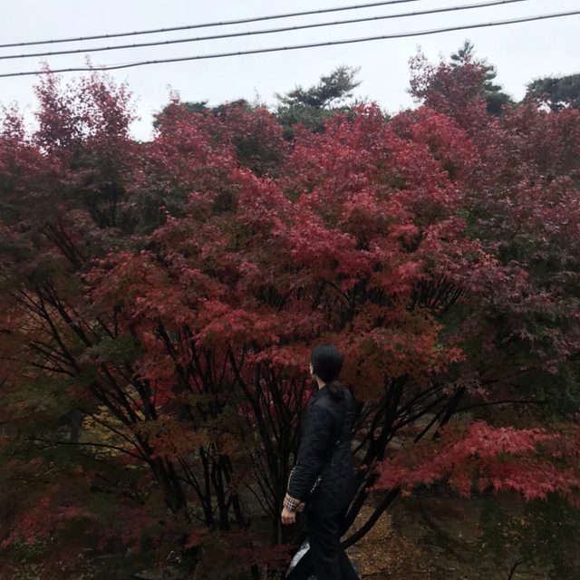 밍구망구