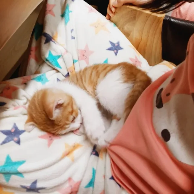 진달래
