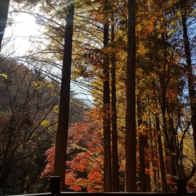 담뽕맘
