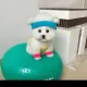 흰둥이