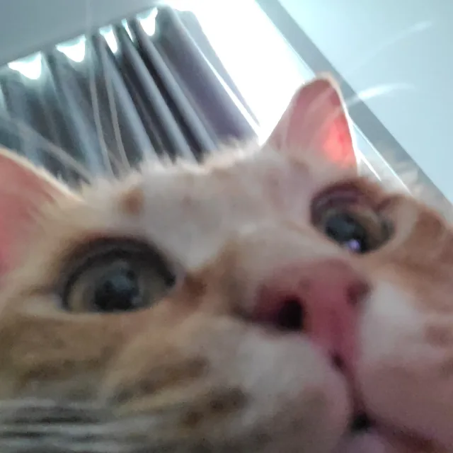 혀닝
