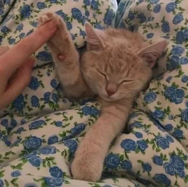 am