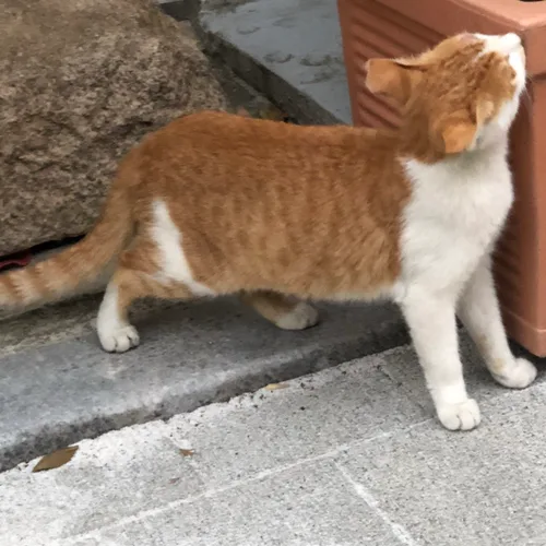 양향