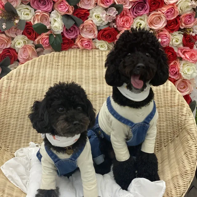 보솜보물