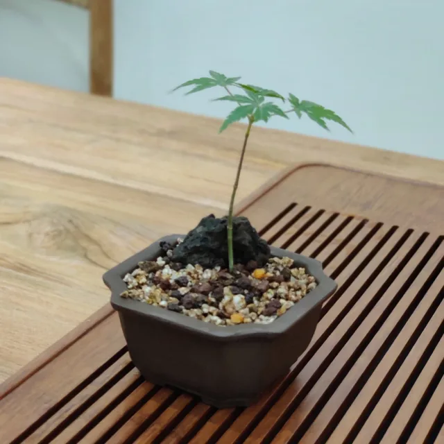 커피버섯