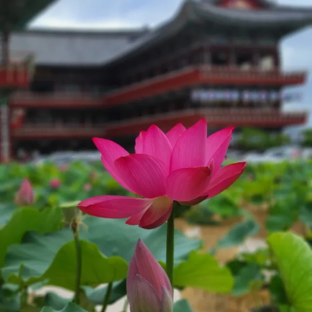 러블리