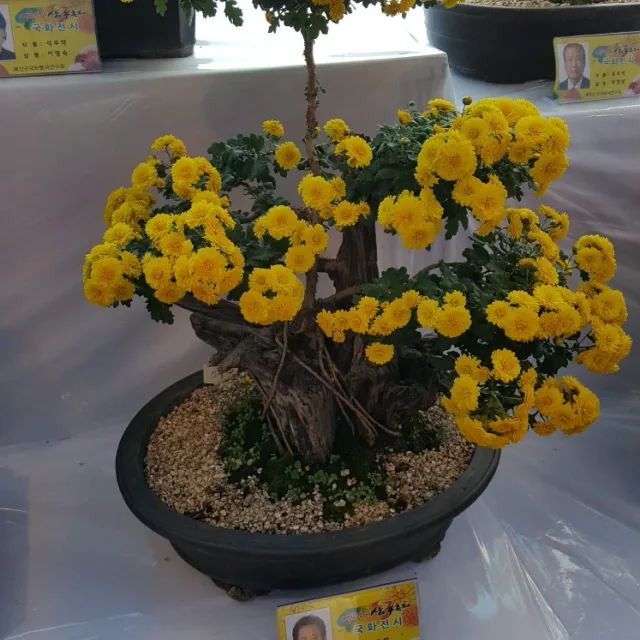 가정주부