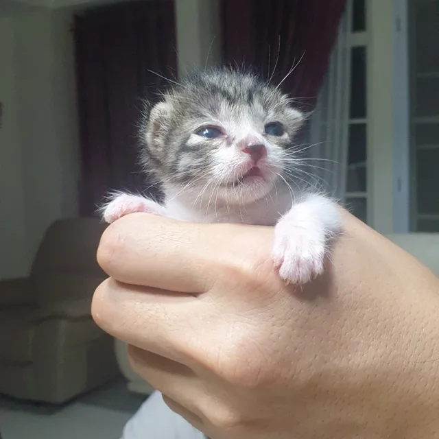냥이
