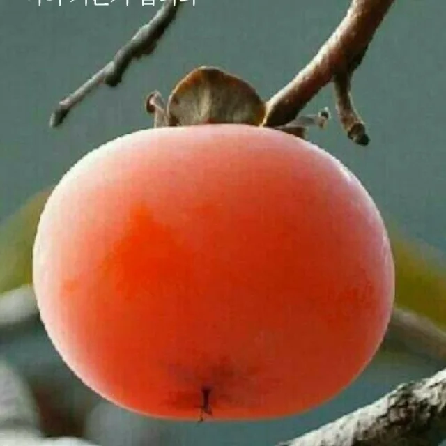 물보라