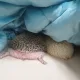 긴유디