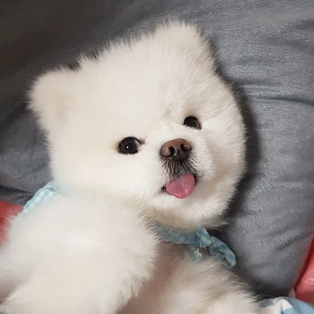 라비앙로즈