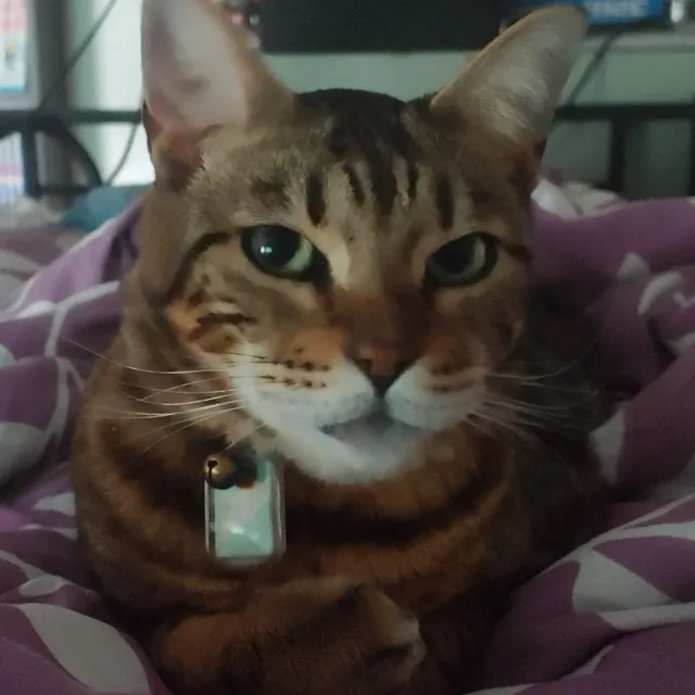 블루베리