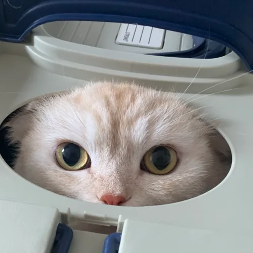 부기부기