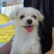 모쿤