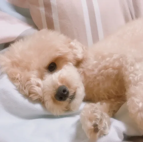 코코