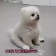 당근러버