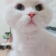 하루하루냥