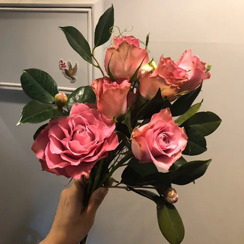 몽디야