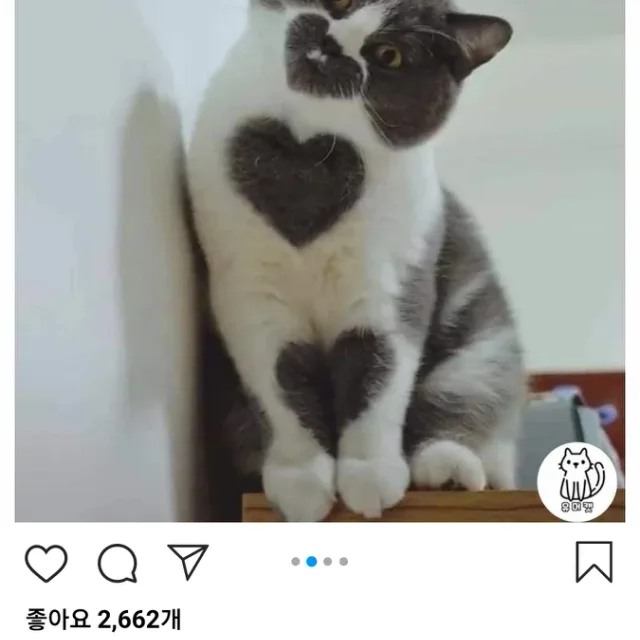 냐미냐미옹