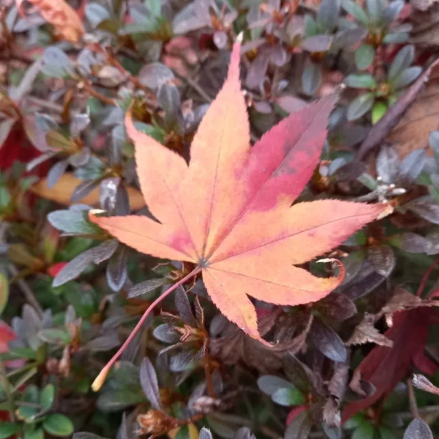 바로크