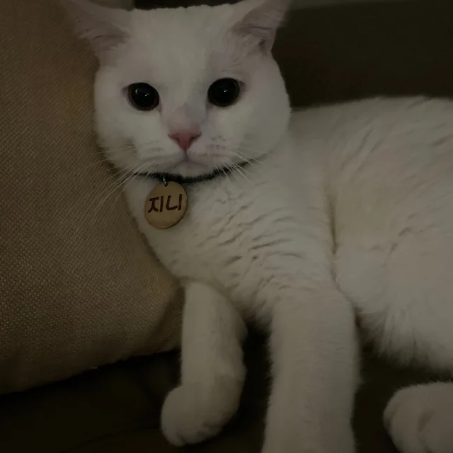지니