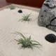 초록당근