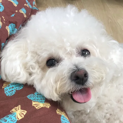 마즤