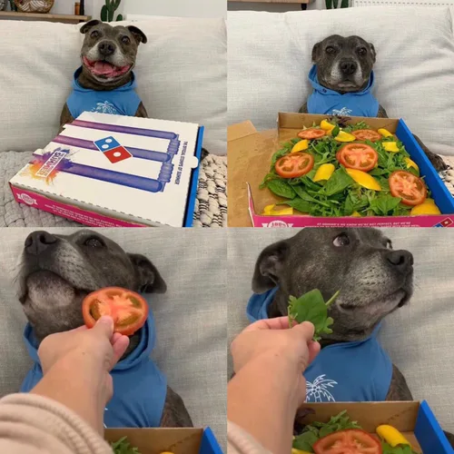 병아리뿅뿅