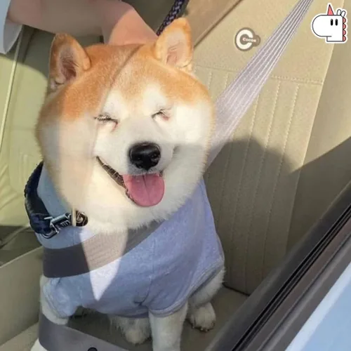 바니바니당근당