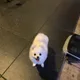 뽀송이