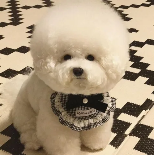 정희