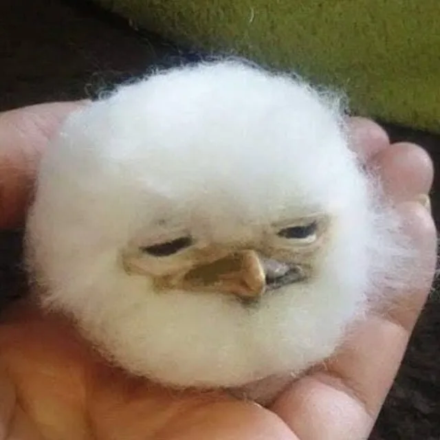 SnowBird