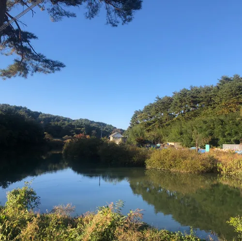 몬스테라