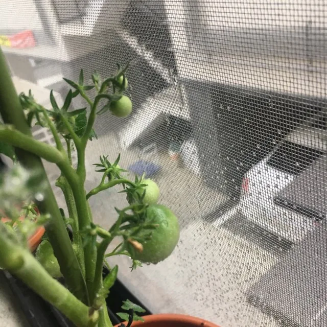 라마