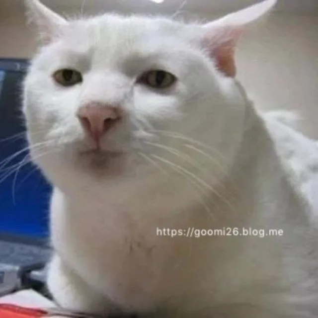 야옹