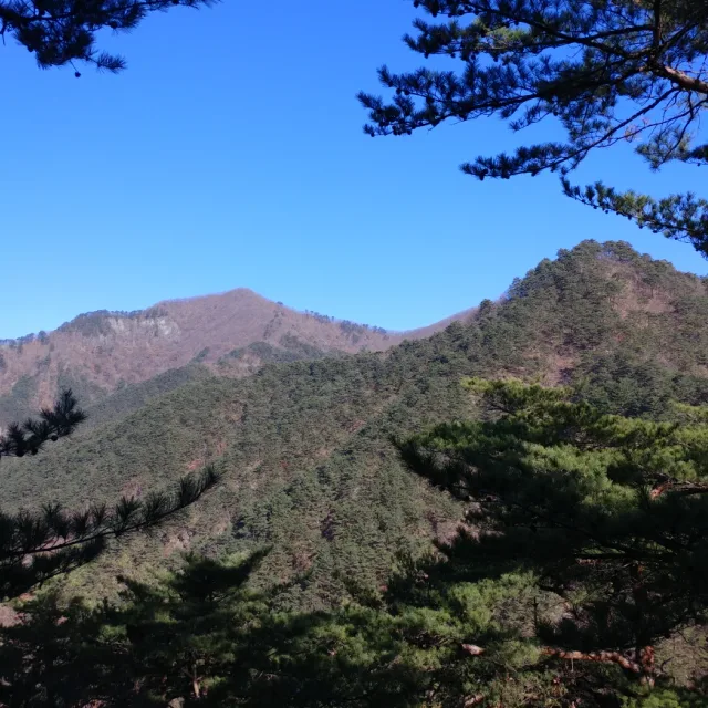 디딤