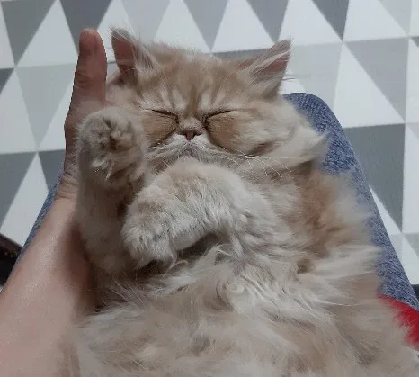 골동이