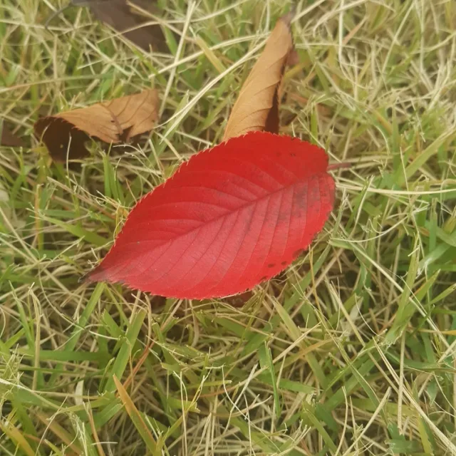 스킴