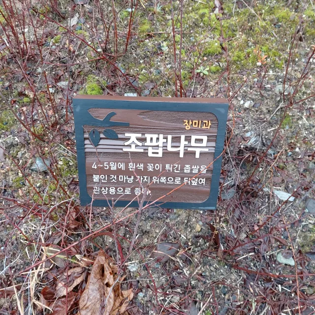하이델