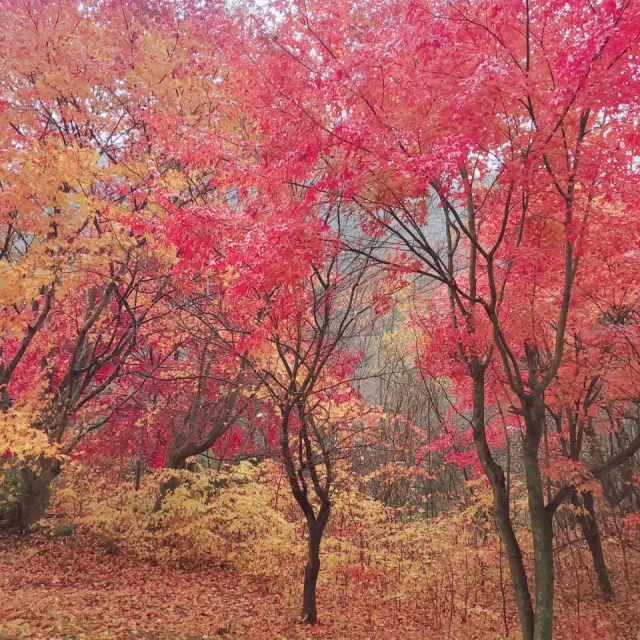디모르포세카