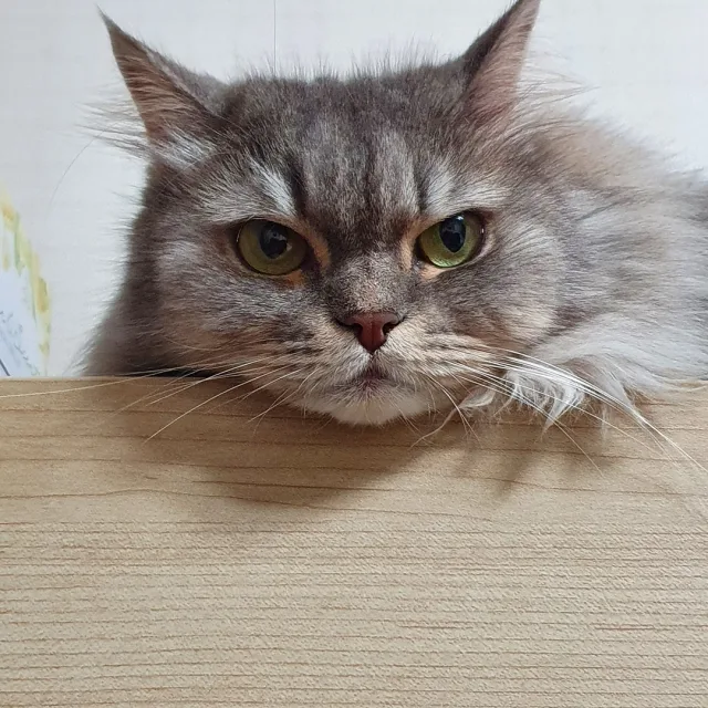 우당탕