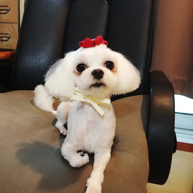 콩쟁이