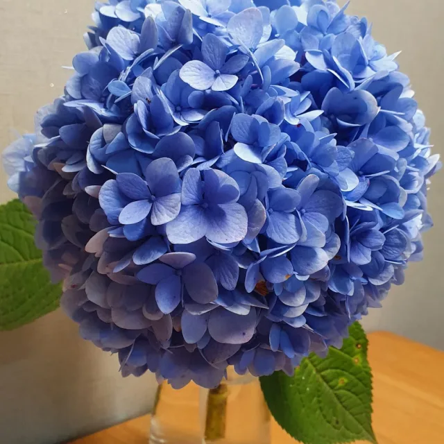 로즈마리
