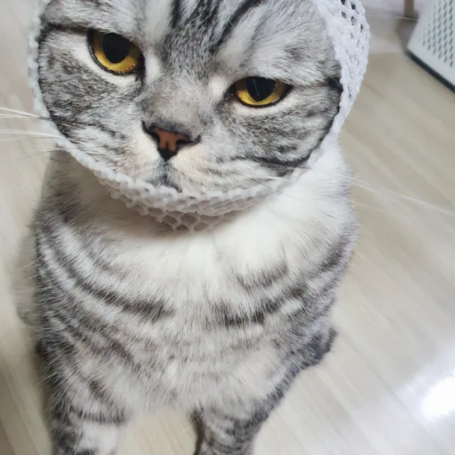이유니