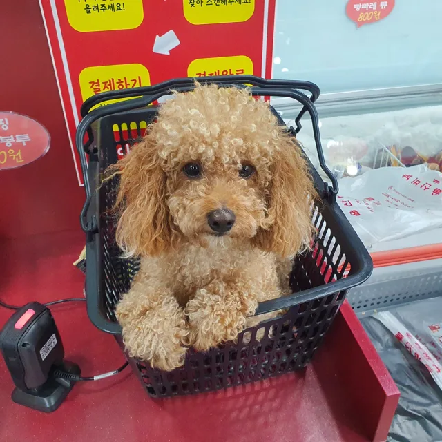 새벽이