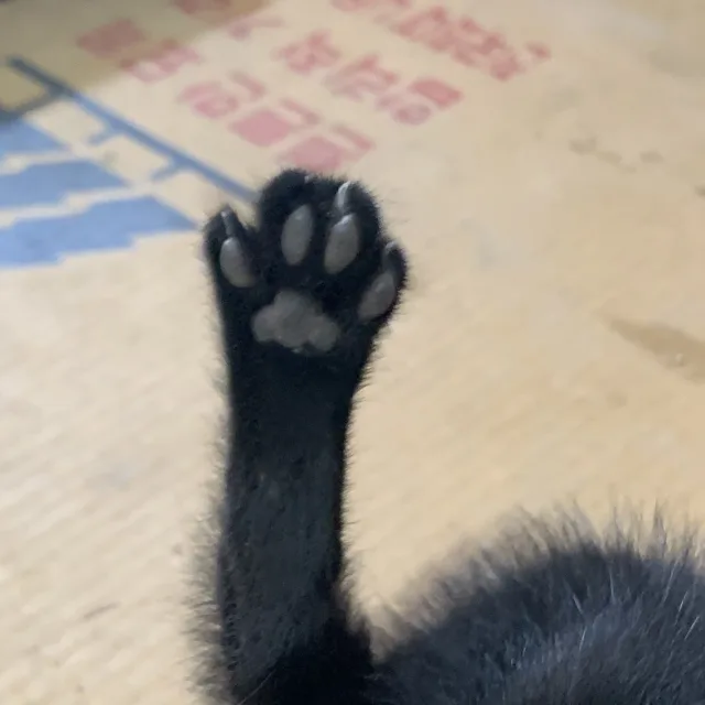동조아