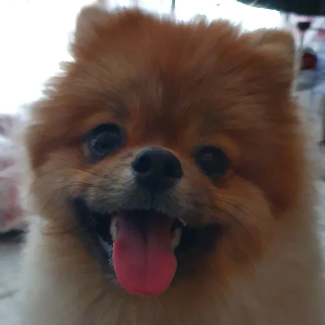 까뭉아범